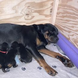 Rottweiler Puppies from Bold & Beautiful Rottweilers