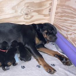 Rottweiler Puppies from Bold & Beautiful Rottweilers