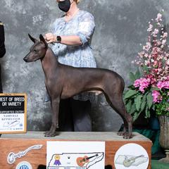 Drock - Xoloitzcuintli