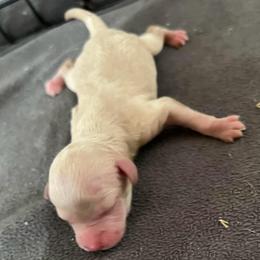 Girl 1 - Apricot female Poodle puppy in Lees Summit, Missouri from Divine K9s LLC
