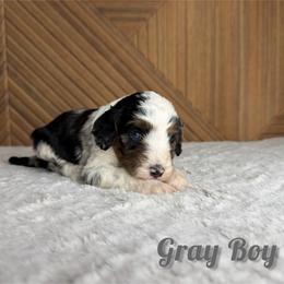 Gray boy - Blue merle male Bernedoodle puppy in Modesto, California from Two Doods Doodles