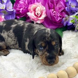 Knox - Dapple male Dachshund puppy in Exeter, California from Sawtooth Miniature Dachshunds