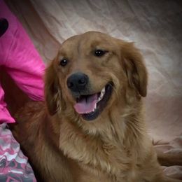 Roxie - Golden Retriever