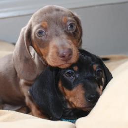 Dachshunds and Poodles from Desjardin’s Poodles & Dachshunds