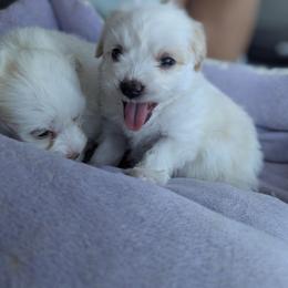 HAPPY GIRL - White female Maltese puppy in Nevada from LAS VEGAS PUPPY