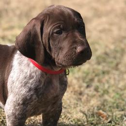 German Shorthaired Pointers from Squirrel Oak Farms