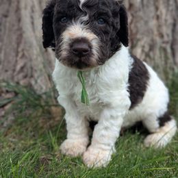 Justice - Chocolate male Labradoodle puppy in Snowflake, Arizona from Az Mountain Doodles