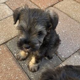 Miniature Schnauzers from Jen's Miniature Schnauzers