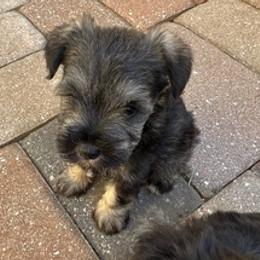 Miniature Schnauzers from Jen's Miniature Schnauzers