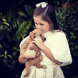 Goldendoodle Puppies from Cooley Doodles