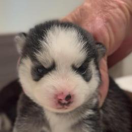 Taffy - Black and white female Pomsky puppy in Spring Hill, Florida from PDQ Pomskies
