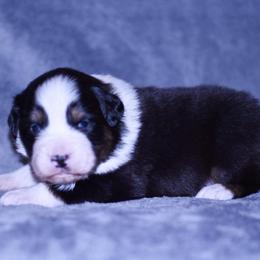 Agnarr - Black tri-color male Australian Shepherd puppy in Easton, Missouri from MMA Kennel