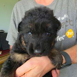 Encore - Black and red male German Shepherd puppy in Columbus, Indiana from Stony Lonesome GSD