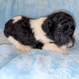 Everett - Silver male Poodle puppy in Meadowbrook, California from Standard Poodle Pups