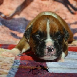 Boxer Puppies from Lieben Boxers