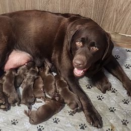 Girl 1 - Chocolate female Labrador Retriever puppy in Dartmouth, Massachusetts from Dolce Amore Labradors