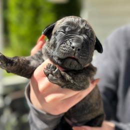 Blueberry - Chestnut brindle male Cane Corso puppy in Lusby, Maryland from Coastal View Kennels