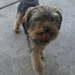 Yorkshire Terriers from Demetria's Yorkies
