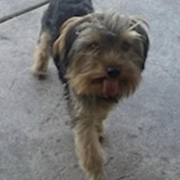 Yorkshire Terriers from Demetria's Yorkies