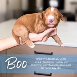 Boy 2 - male Bernedoodle puppy in South Jordan, Utah from Wonderful World Doodles