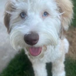 Aussiedoodle and Poodle All Grown Up from Pasta Puppies Doodles