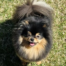 Zuri - Pomeranian