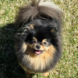 Zuri - Pomeranian