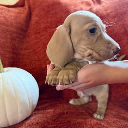 Boy 1 - Cream male Dachshund puppy in Canton, Texas from Bonnie and Clyde Dachshunds