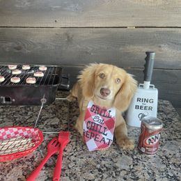 Hank - Dachshund