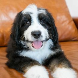 Hoppy - male Australian Mountain Doodle puppy in Lafayette, Missouri from Brick House Farm Doodles