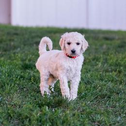 Grace - White male Poodle puppy in Pleasant Grove, Utah from Out of This World Poodles
