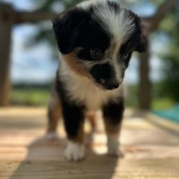 Rex - Blue merle male Miniature Australian Shepherd puppy in Doddridge, Arkansas from Huddleston Farm
