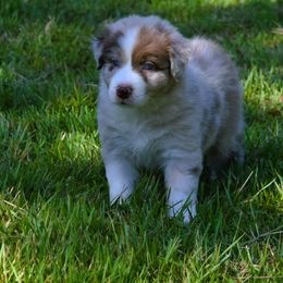 Caramel - Red merle Australian Shepherd puppy in Chester, South Carolina from Faith Built Ranch