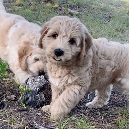 Goldendoodle Puppies from Grace of God Goldendoodles