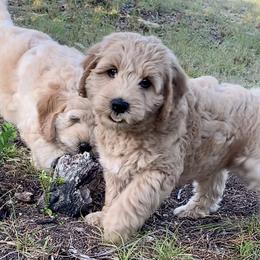 Goldendoodle Puppies from Grace of God Goldendoodles