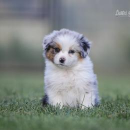 Juniper - Blue merle female Australian Shepherd puppy in Herriman, Utah from Painted Blue Aussies