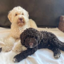 Lagotto Romagnolo Puppies from Joyful Lagotti