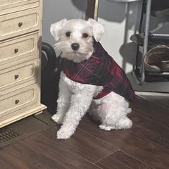 Miniature Schnauzer All Grown Up from Southern Charm Schnauzers