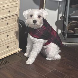 Miniature Schnauzer All Grown Up from Southern Charm Schnauzers