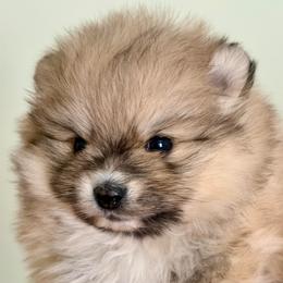 Bruno Jnunior - Cream sable parti male Pomeranian puppy in Pavilion, New York from Calverton Pomeranians