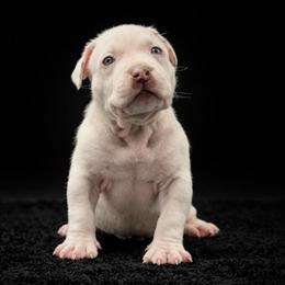 Arctic - White male American Bully puppy in Conroe, Texas from Titanium Kilo Kennels Texas