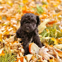 Jack - Black Maltipoo puppy in Allentown, Pennsylvania from Maltipoos by Poodles Are Mixy