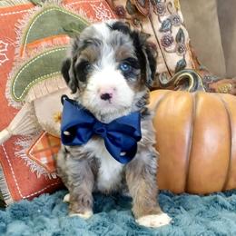 Bernedoodle puppies from Route 66 Poodles & Doodles, Sapphire Shih-tzu's of Ohio