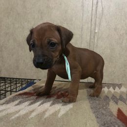 Teal - Rd whtn blk nose female Rhodesian Ridgeback puppy in Ocala, Florida from DogWood Kennels