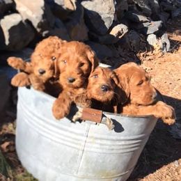 Goldendoodle Puppies from It's Reigning Red Goldendoodles
