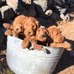 Goldendoodle Puppies from It's Reigning Red Goldendoodles
