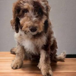Bernedoodle, Bernese Mountain Dog, Goldendoodle, and Shihpoo Puppies from Route 66 Poodles & Doodles, Sapphire Shih-tzu's of Ohio