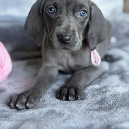 Girl 1 - female Weimaraner puppy in Clarion, Pennsylvania from Hilltop Farms