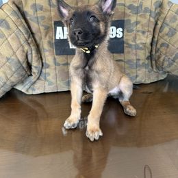 Rex - Yellow Dutch Shepherd puppy in Watertown, Connecticut from APACHE CANINE