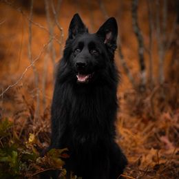 German Shepherd puppies from Sinister Shepherds